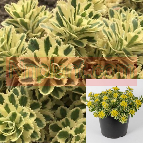 Sedum Atlantis Plant Atlantis Stonecrop Yellow Lime 1Quart Pot Houselive Plant Mr7