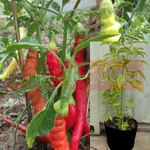 Pepper Aji Sivri Chili Pepper Plant 1 Gallon Capsicum Annuum Aji Sivri FRUIT vegetable Live Plant HT7