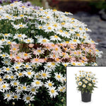 Chrysanthemum Carpet Angel Daisy Plant Chrysanthemum Superba Angel Carpet Plant 12Packs Of 2Inches Pot