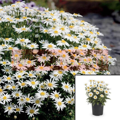 Chrysanthemum Carpet Angel Daisy Plant Chrysanthemum Superba Angel Carpet Plant 12Packs Of 2Inches Pot