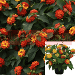 Lantana Radiation Orange Red 1Gallon Radiation Bush Lantana 1Gallon Gr7