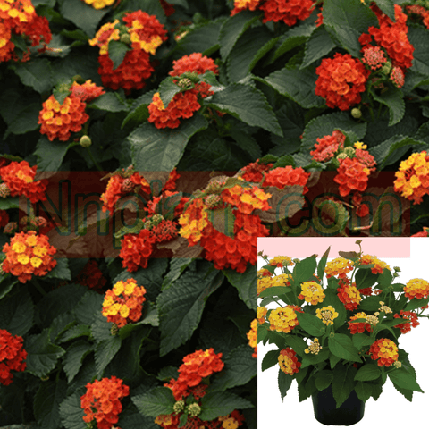 Lantana Radiation Orange Red 1Gallon Radiation Bush Lantana 1Gallon Gr7
