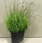 Lavandula Ang Munstead Plant Lavandula Angustifolia Munstead Plant English Lavender 1Gallon Live Plant Shrub Gr7