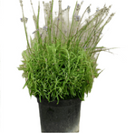 Lavandula Munstead 5Gallon Lavandula Angustifolia Munstead Plant English Lavender 5Gallon Live Plant Fr7A