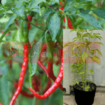 Pepper Chile De Arbol Peppers Red Plant Pico De Pajaro Plant Bird Beak Plant Cola De Rata 1 Gallon Tree Chili Live Plant Ht7 Best