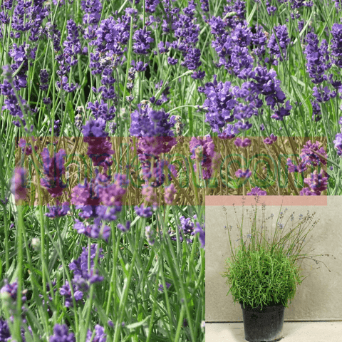 Lavandula Angust Munstead 1Gallon Plant Lavandula Angustifolia Munstead Plant English Lavender 1Gallon Live Plant Shrub