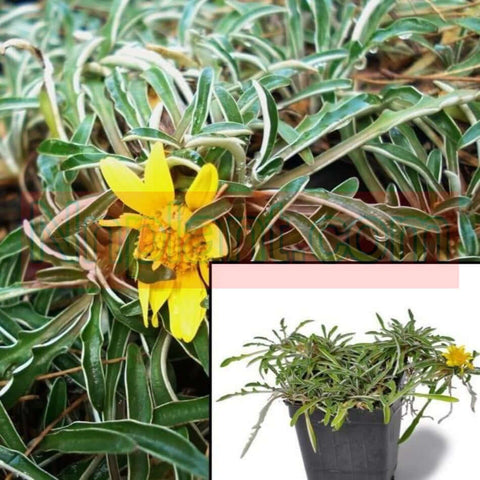 Dymondia Margaretae Plant 6Packs Of 2Inches Pot Silver Carpet Yellow Live Plant Ground Covering