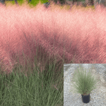 Muhlenbergia Capillaris Pink Plant Irvine Plumetastic Pink Muhly Grass Perennial 1Gallon Live Plant Outdoor Plant Grass Ht7