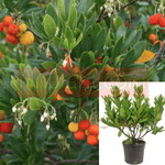 Arbutus Compacta Tree 5Gallon Strawberry Tree Compact Live Plant Outdoor Fr7A Ht7