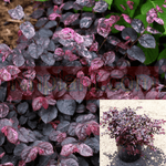Loropetalum Chinensis Maj Purple 5Gallon Purple Fringe Bush Live Plant Mr7