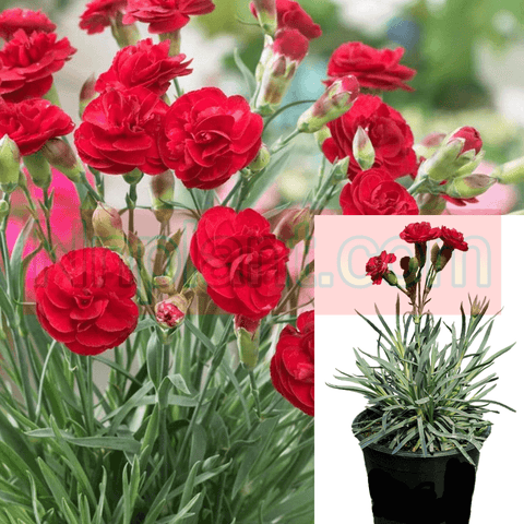 Dianthus Passion Plant Carnation Red Dianthus Caryophyllus Rock Carnation Cheddar Pink Sclove Flower Live Plant 1Quart Pot Mr7