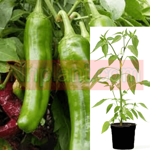 Pepper Numex Cajohns Serrano Chili Plant 1 Gallon One Huge Serrano Pepper Live Plan ht7