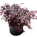 Loropetalum Chi Chang Nian Hong Purple Plant Chinese Fringe Dwarf 2Gallon