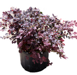 Loropetalum Chinensis Blush 5Gallon Chinese Fringe Purple Flower 5Gallon Live Plant Mr7