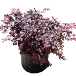 Loropetalum Chinensis Chang Nian Hong 5Gallon  Purple Flower  Chinese Fringe Dwarf Bush Live Plant Mr7