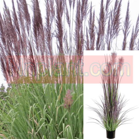 Erianthus Ravennae 5Gallon Pot Ravenna Plume Grass Pampas Grass Plant Grass Live Plant Ho7