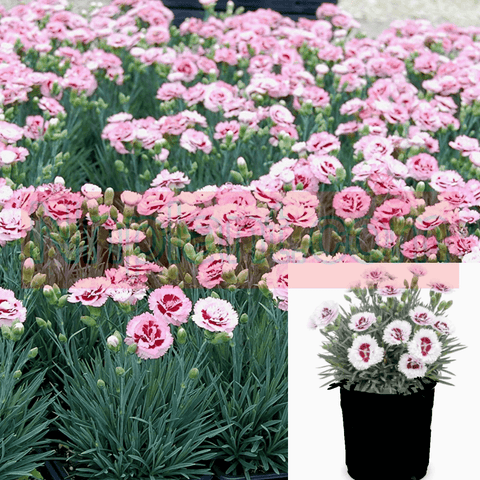 Dianthus Raspberry Surprise Plant 1Quart Pot Carnation Pink Live Plant Mr7