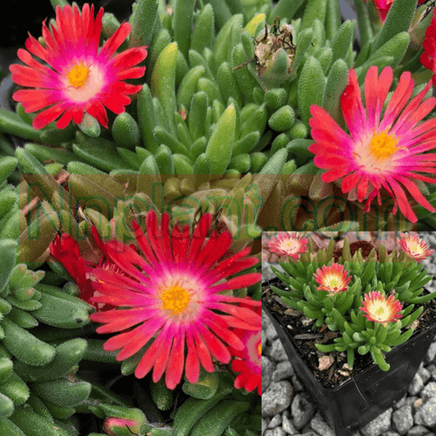 Ice Plant Red Plant Ice Plant Rose Red Succlent Plant 6 Of 2Inches Pot Sixpacks Sun Rose Ice Red Plant Live Plant Gr