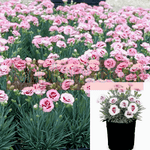 Dianthus Raspberry Surprise Plant 12Packs Of 2Inches Pot Twelvepacks Carnation Pink Live Plant Plant Ground Covering
