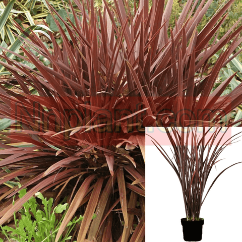 Phormium Amazing Red Plant New Zealand Flax Red 5Gallon Live Plant Outdoor Plant Grass Mgr7