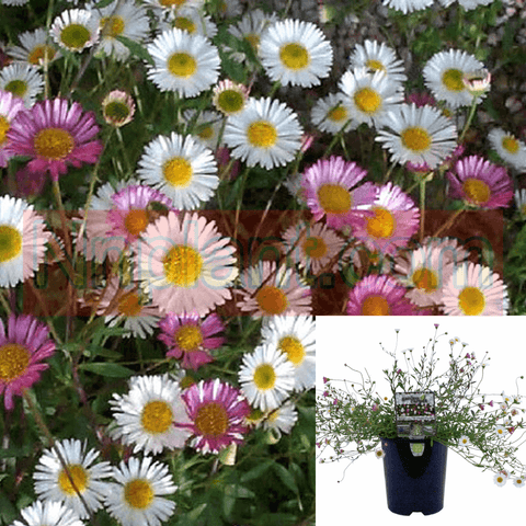 Erigeron Karvinskianus 1Gallon Moerheimii Pink White Plant Pot Pink Santa Barbara Daisy Plant Perennial Live Plant Ho7