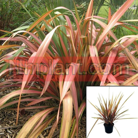 Phormium Pink Panther Plant New Zealand Flax 1Gallon Perennial Live Plant Fr7