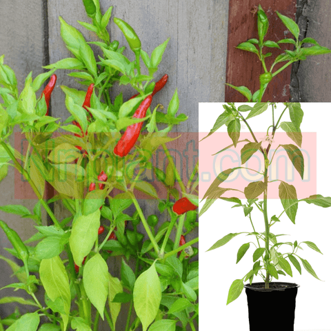 Pepper Santaka Chili Peppers Plant 1Gallon Japones Santaka Chili Live Plant Ht7