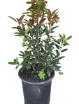 Rhamnus Cal Eve Case 5Gallon Rhamnus Californica Eve Case Plant Eve Case C Ht7
