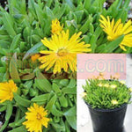Delosperma Nubigena 2Inches Yellow Hardy Ice Plant 6Packs Of 2Inches Pot Six Packs Hardy Yellow Ice Succlents Plant Ht7