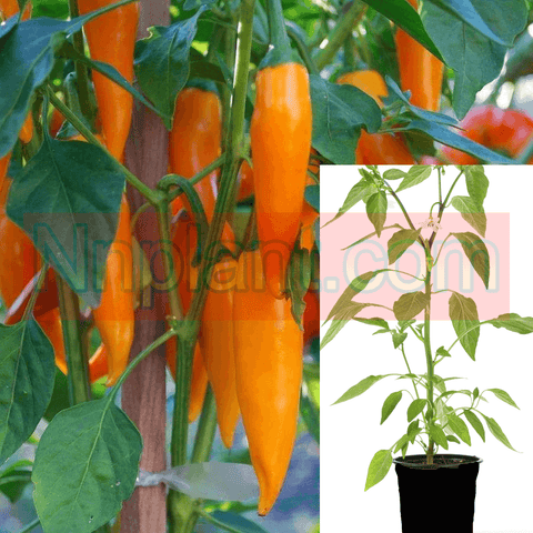 Pepper Shipkas Chili Peppers Plant 1Gallon Capsicum Annuum Shipkas Orange Live Plant Pv7Ht7 Best