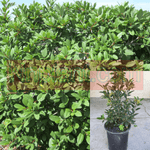 Rhamnus Eve Case 5Gallon Rhamnus Eve Case Plant Eve Case Coffeeberry 5Gallon Live Plant Fr7