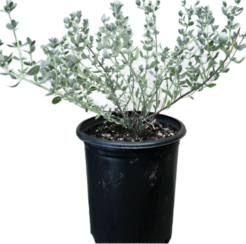 Salvia Chamaedryoides 5 Gallon Germander Sage Blue Live Plant Outdoor Mgr7