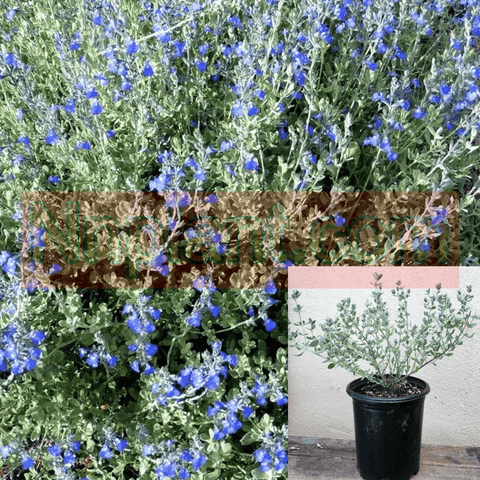 Salvia Chamaedryoides Plant Germander Sage Blue Flower 1Gallon Live Plant Outdoor Plant Bush Gr7