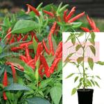 Pepper Super Chili Peppers Plant 1Gallon Capsicum Annuum Super Red Live Plant Pv7Ht7 Best