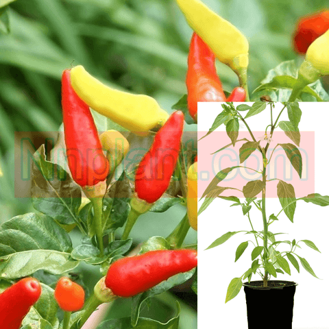 Pepper Tabasco Peppers Chili Plant 1 Gallon Capsicum Frutescens Pepper Live Plant ht7