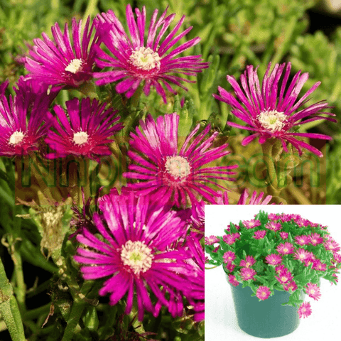 Ice Plant Pink Plant 12Packs Of 2Inches Pot Twelvepacks Rosea Ice Live Plant Ground Cover Plant Mr7  In 1M