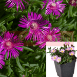 Ice Plant Floribunda Purple Plant Ice Plant Purple Flower succulent ground cover TWOPacks 2of 3 inches Pot Purple Ice Live Plant Mr7