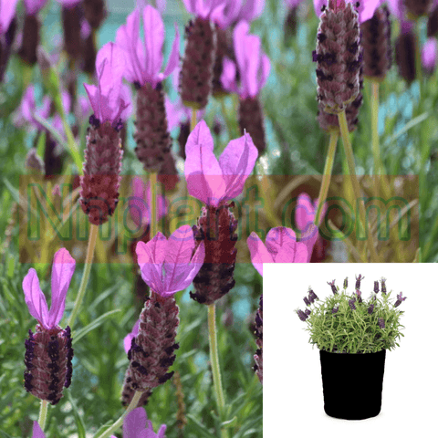 Lavandula Otto Quasti 1 Gallon Quast Spanish Lavender Live Plant Frgr7A