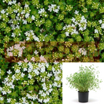 Thymus Serpyllum White 1Gallon Plant Thymus Serpyllum Albus Plant Creeping Thyme White Ht7