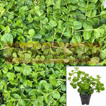 Lysmachia Nummularia Plant 12Packs Of 2Inches Pot Creeping Jenny Moneywort Live Plant Plant Ground Coveringht7 Hanging