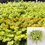 Lysimachia Nummularia Goldilocks Plant 12Packs Of 2Inches Pot Creeping Jenny Moneywort Yellow Plant Ground Coveringht7 Hanging