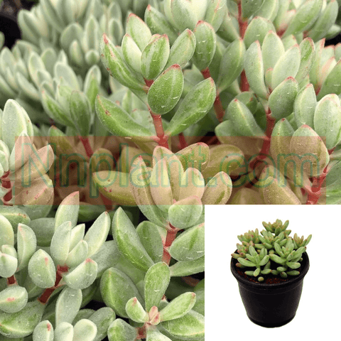 Crassula Rogersii Plant 4Inches Pot Rogersii Crassula Succulent Drought Tolerant Plant Crassula Jade Live Plant Ht7 Best