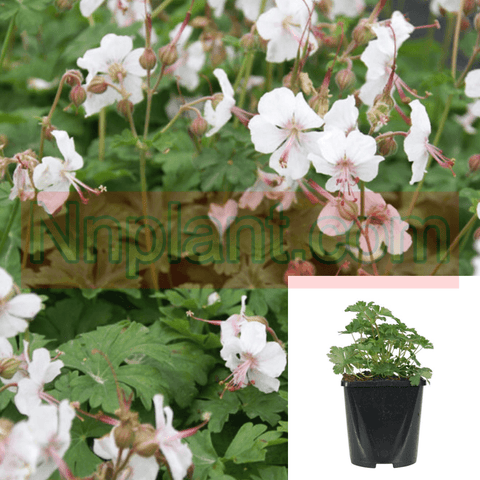 Geranium Cant Biokovo 1Gallon Pot Cranesbill Plant Grass Flower Live Plant Mr7