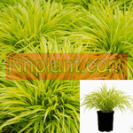 Hakonechloa Mac Aureola 1 Gallon Pot Japanese Forest Grass Plant Live Plant Ho7