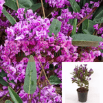 Hardenbergia Violacea Happy 5Gallon Pot Native Sarsaparilla Plant Purple Coral Pea Plant Vine Live Plant Ho7 Gr7