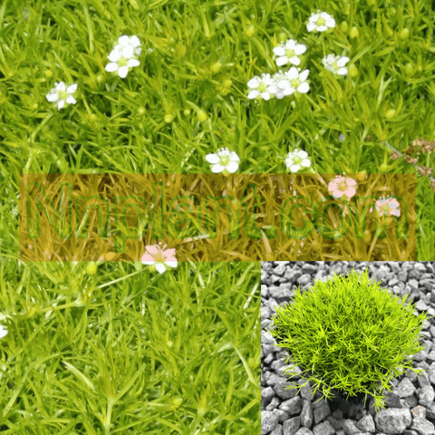 Moss Scotch Plant 12Packs Of 2Inches Pot Twelvepacks Sagina Subulata Aurea Live Plant Plant Ht7 Best