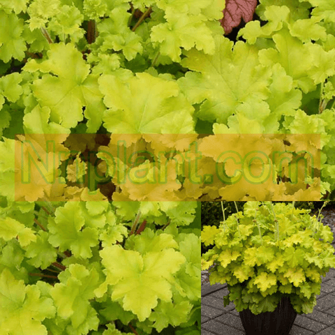 Heuchera Lime Ricky 1Gallon Pot Coral Bells Grass Gg7 Coral Bells Alum Root Blanket Flower Perennials Live Plant