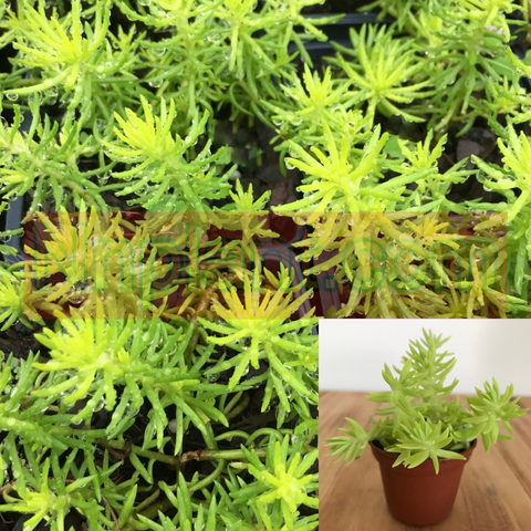 Sedum Succulent Rupestre Angelina Plant 6Packs Of 2Inches Pot Angelina Stonecrop Plant Live Plant Ht7