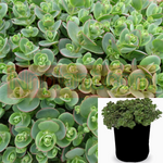 Sedum Lime Zinger 1Quart Pot Plant Hylotelephium Lime Zinger Stonecrop Sedum Sun Spark Live Plant Ht7 Best