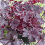 Heuchera Melting Fire Purple 1Gallon Pot Coral Bells Plant Topiary Live Plant Ho7Ht7